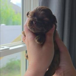 Max - Liver male Shih Tzu puppy in Jenks, Oklahoma from Northstar Shih Tzu