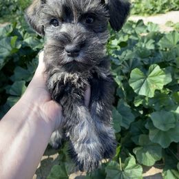 Miniature Schnauzer Puppies from Apples schnauzers