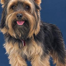 Sugar Daddy - Yorkshire Terrier