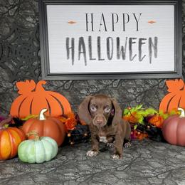 Dachshund Puppies from Newbern's Nuggets