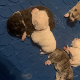 Japanese Akitainu Puppies from Miyo Ken