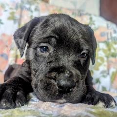 Molosser (Bully x) Puppies from Riot River Mastiffs