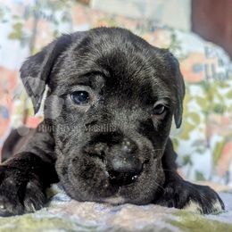 Molosser (Bully x) Puppies from Riot River Mastiffs