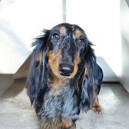 Kai - Dachshund