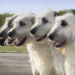 Irish Wolfhounds from Canyon Rim Irish Wolfhounds