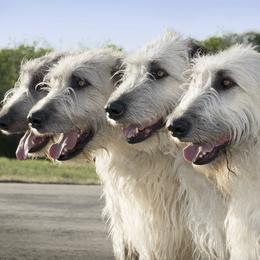 Irish Wolfhounds from Canyon Rim Irish Wolfhounds