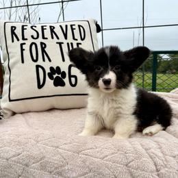 Full fluffy Ella - Black and white female American Corgi puppy in Decatur, Texas from Bar S Corgis