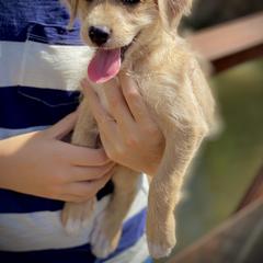 Aussiedoodle and Leopardoodle Puppies from A Puppy Crush