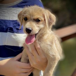 Aussiedoodle and Leopardoodle Puppies from A Puppy Crush