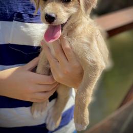 Aussiedoodle and Leopardoodle Puppies from A Puppy Crush