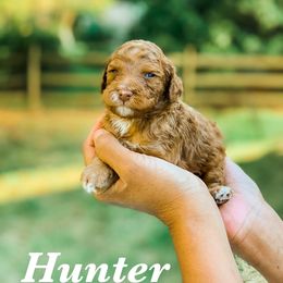 Cockapoo and Goldendoodle Puppies from My Forever Best Friend