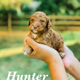 Cockapoo and Goldendoodle Puppies from My Forever Best Friend