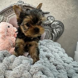 Dancer - Blue and gold male Yorkshire Terrier puppy in Oscoda, Michigan from Sweet Bella Babies