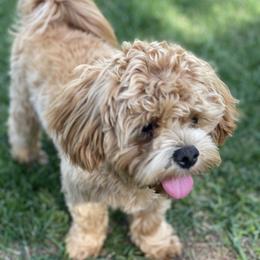 Blue - Maltipoo