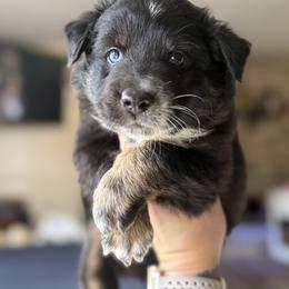 Jitter - Black tri-color male Australian Shepherd puppy in Coldwater, Michigan from Northern Star Australian Shepherds