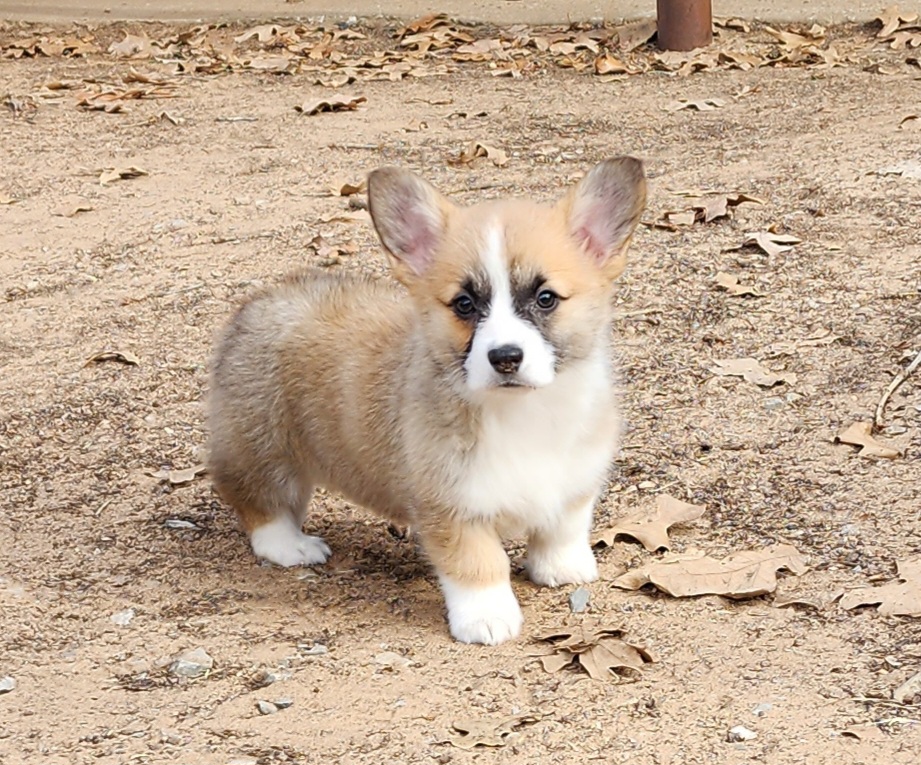 Labrador Retriever and Pembroke Welsh Corgi Puppies from White Star Corgis
