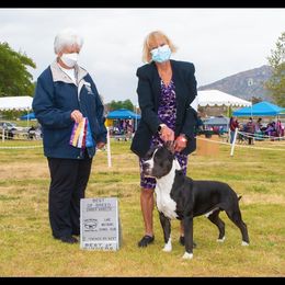 T - American Staffordshire Terrier