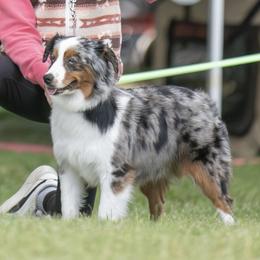 Violet - Miniature American Shepherd
