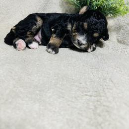Holly - Tri-color female Bernedoodle puppy in Leesport, Pennsylvania from Bechtel’s Bernadoodles