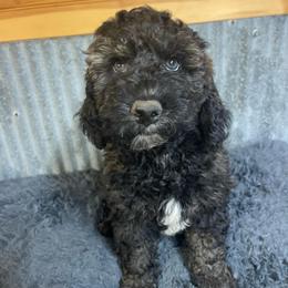 Gray collar - Sable male Goldendoodle puppy in Clarksville, Iowa from Iowa Heartland Doodles