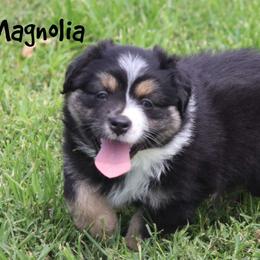 Magnolia - Black tri female Miniature Australian Shepherd puppy in Garden Plain, Kansas from Krazy K Aussies