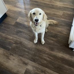 Chloe - Golden Retriever