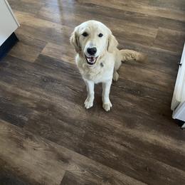 Chloe - Golden Retriever