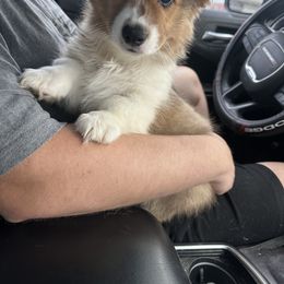 Pembroke Welsh Corgi Puppies from Mk’s Corgis