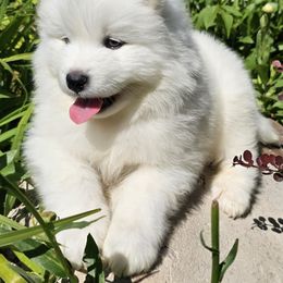 Samoyed Puppies from Rocky Mountain Samoyeds