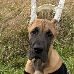 Blue Boy - Great Dane puppy from 7Sisters Great Danes