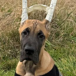 Blue Boy - Great Dane puppy from 7Sisters Great Danes