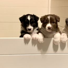 Australian Shepherd and Miniature Australian Shepherd Puppies from Gleiming Stars Aussie