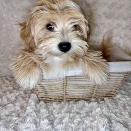 Luffy (Loofie) - Apricot male Maltipoo puppy in West Jordan, Utah from Mid Sized Maltipoos and More LLC
