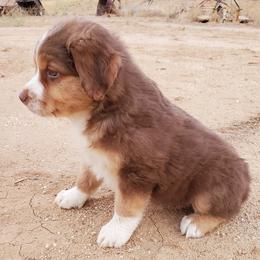 Australian Shepherds from Flying R Aussie Ranch