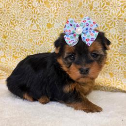 Stella - Blue and gold female Yorkshire Terrier puppy in Monticello, Iowa from Ashley’s Puppies