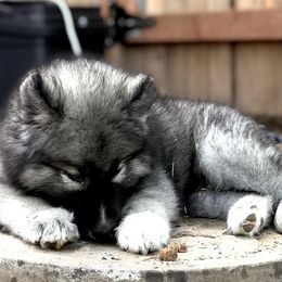 Siberian Huskies from Northern Echo Siberians