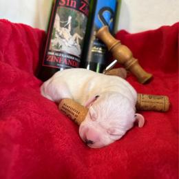 Merlot - White and black female Dalmatian puppy in Claremore, Oklahoma from Lotsofdots Dalmatians