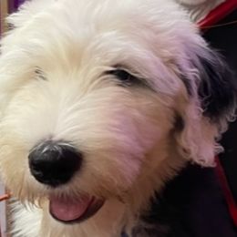 Avon - Old English Sheepdog puppy in Billings, Montana from Shawn's Old English Sheepdogs