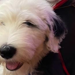 Avon - Old English Sheepdog puppy in Billings, Montana from Shawn's Old English Sheepdogs