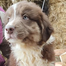 Australian Shepherd Puppies from Heritage Creek Preservation Farm