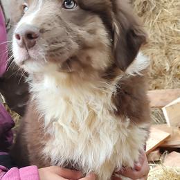 Australian Shepherd Puppies from Heritage Creek Preservation Farm