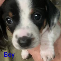 Biewer Terrier and Dachshund Puppies from My Forever Baby Yorkies