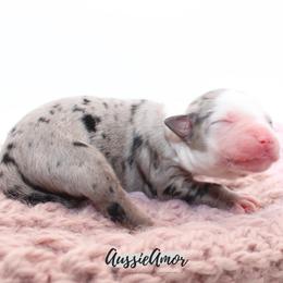 Skylar - Blue merle female Miniature Australian Shepherd puppy in Pinehurst, Texas from Aussie Amor