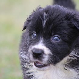 Kirk - Black male Border Collie puppy in Tylertown, Mississippi from Cool Meadow Farms