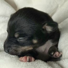 Rat Terrier puppies from Annette's Puppies
