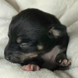 Rat Terrier puppies from Annette's Puppies