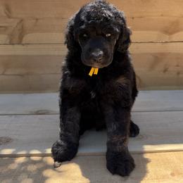 Oyster - Phantom male Poodle puppy in Arroyo Grande, California from Ever So Clever Poodles