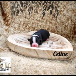Celine - Black female Miniature Australian Shepherd puppy in Madisonville, Texas from Flying LL Aussies