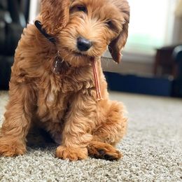 Goldendoodles from Sundial Goldendoodles