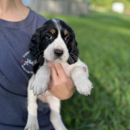 Delilah - Black white and tan English Springer Spaniel puppy in Williston, Florida from Bizzy Farms English Springer Spaniels